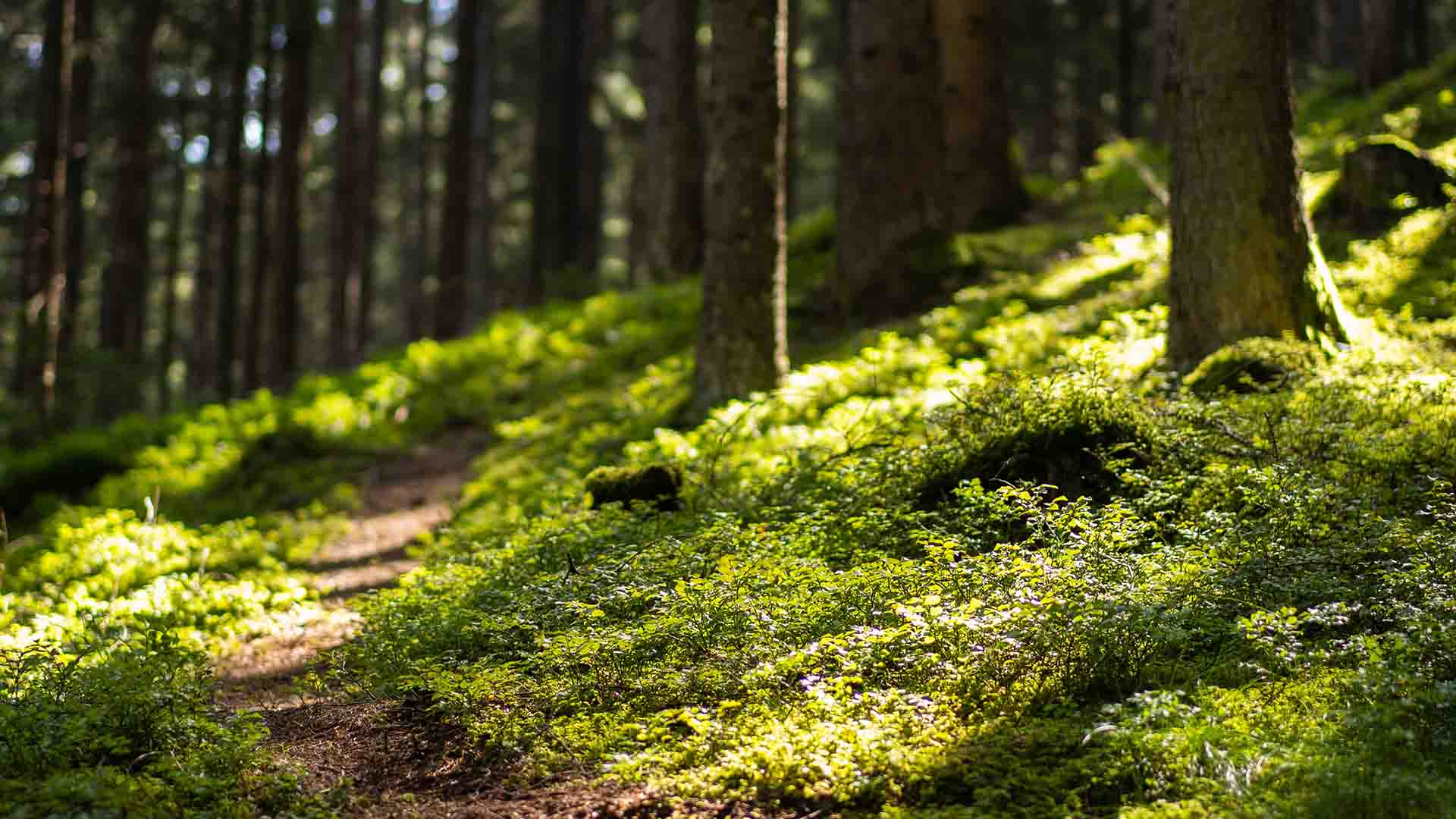 Aktias bioindustrifond samlade in 68 miljoner euro i kapital under första omgången – placerarnas intresse för impact investing är starkt