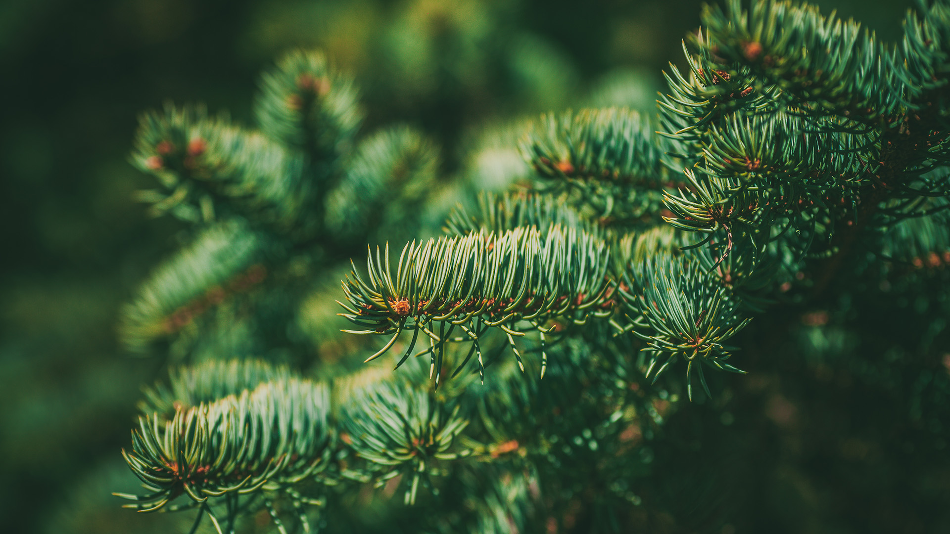 Joulutervehdys Aktiasta