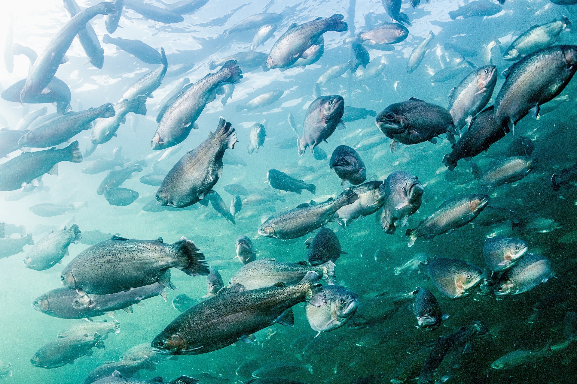 ”On erittäin palkitsevaa työskennellä vähemmän itsestäänselvien asioiden parissa” – Salmonfarmilla yksikään päivä ei ole samanlainen
